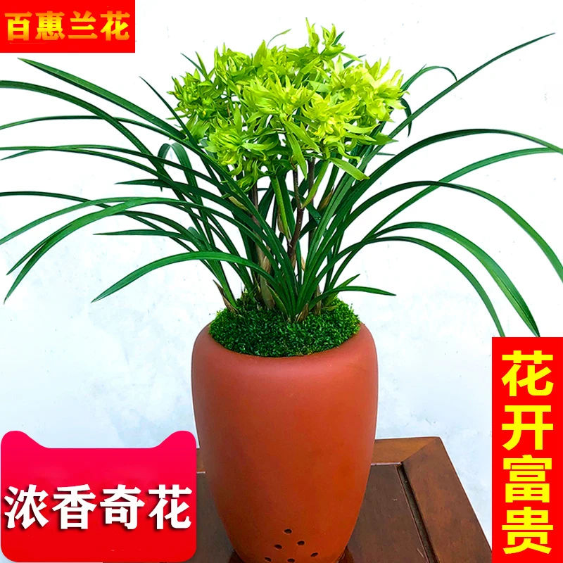 兰花苗【花开富贵】名品浓香春兰兰花盆栽桌面植物兰草