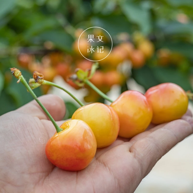 大连现摘现发【黄金樱桃】头茬佳红好吃新鲜车厘子坏果包赔顺丰空运