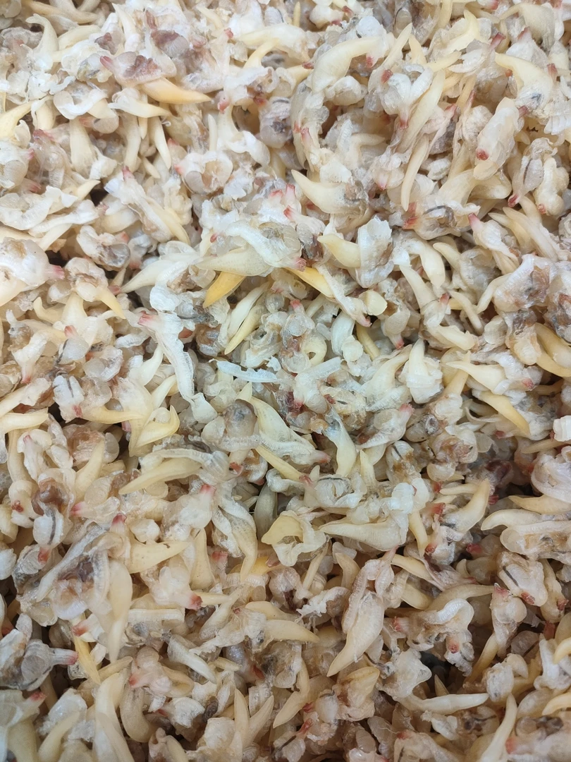 [顺丰包邮青岛发货去肚无沙蛤蜊肉（蚬子干）文蛤蜊干(六成干）500克