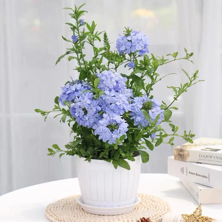 蓝雪花大苗小苗花卉白雪花红雪花绿植盆栽爬藤花开不断庭院净化空