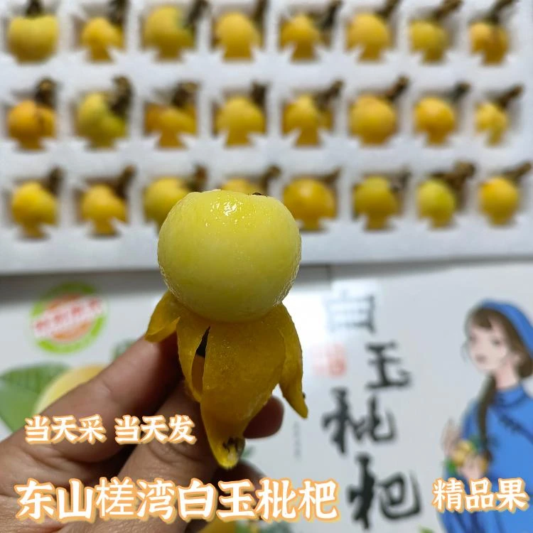 【精品中小果】2025苏州东山槎湾白玉枇杷 新鲜采摘发货 顺丰包邮