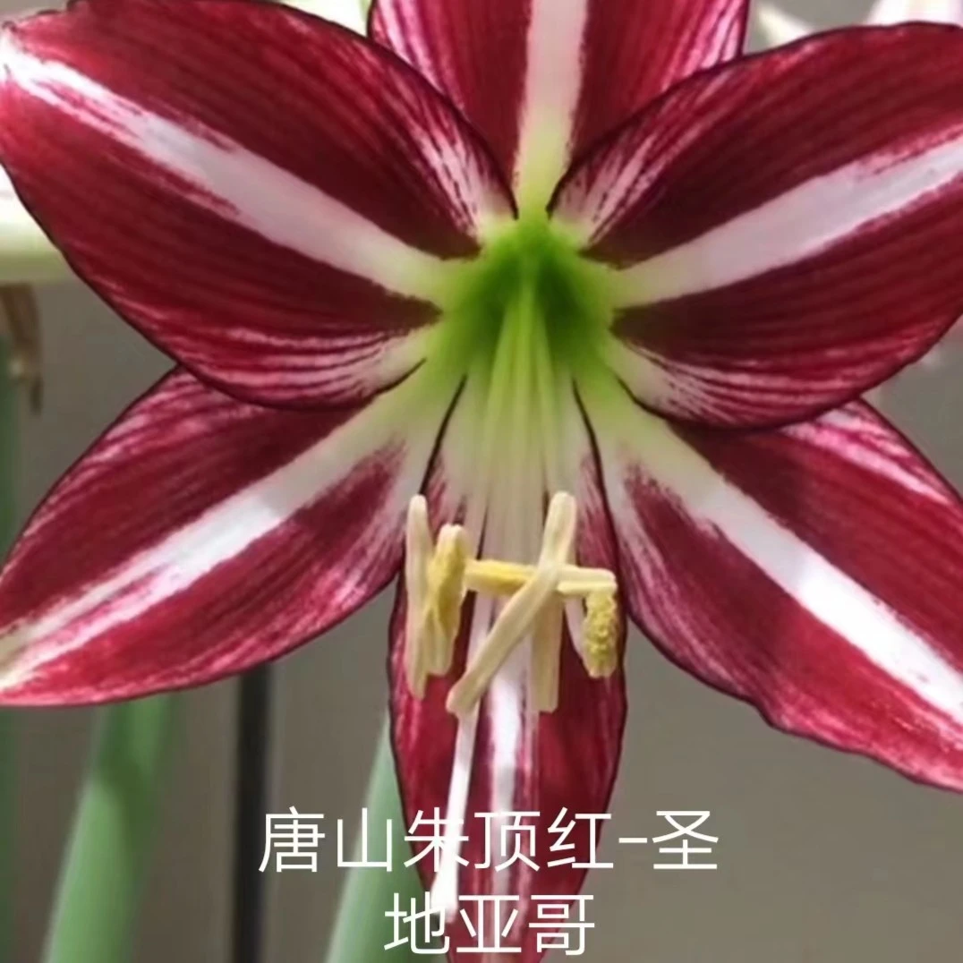 朱顶红球根【24/26圣地亚哥】规格实际偏小2到3厘米
