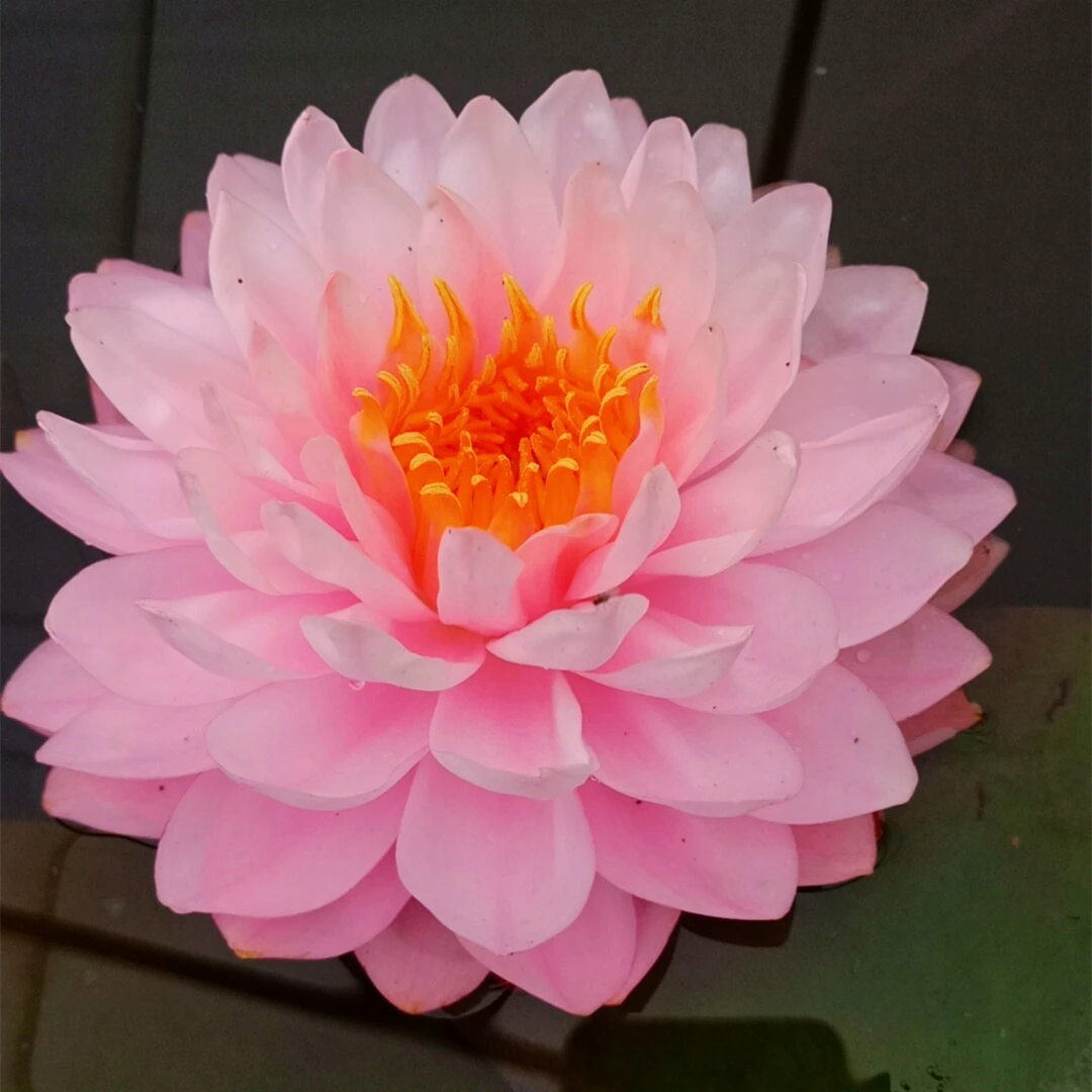 【粉蓬蓬】带叶带花苞大睡莲根块苗阳台庭院池塘水生植物耐热耐寒