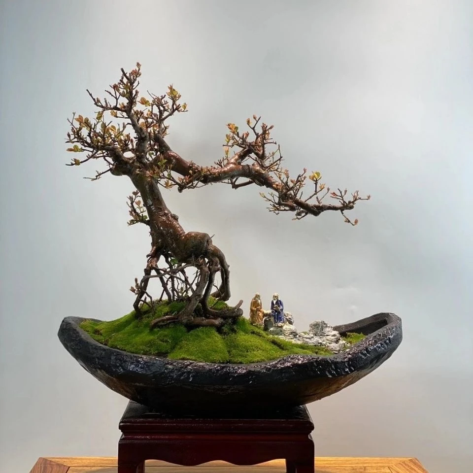 乐土植途福建茶雀梅榆树胡椒木铁包金盆景绿植盆栽一物一拍