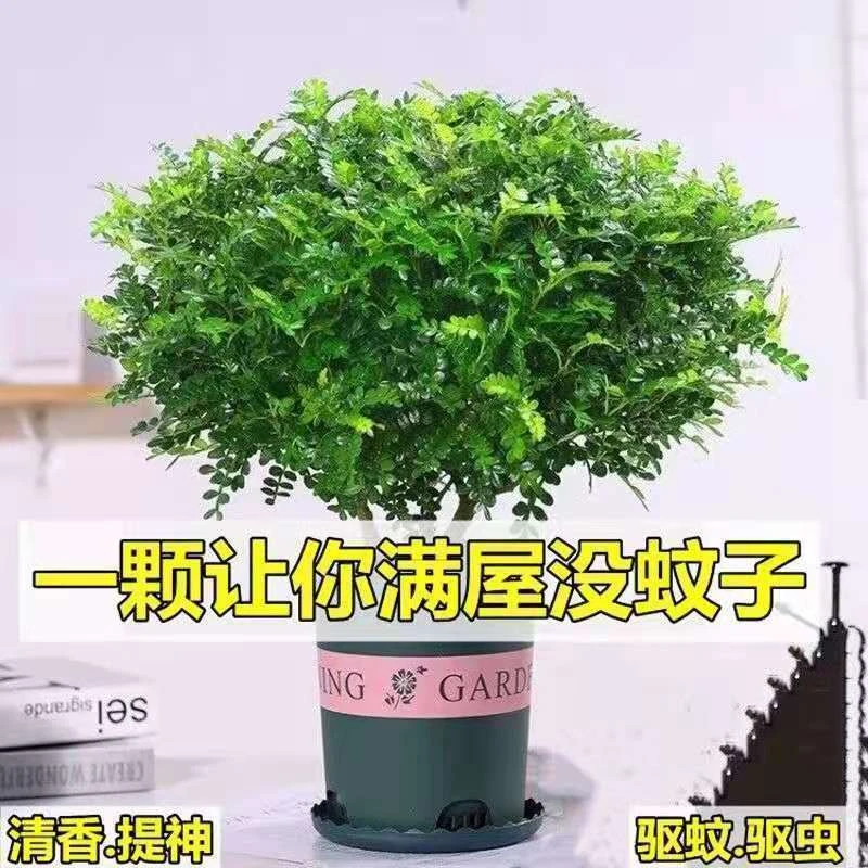 正宗清香木胡椒木盆栽绿植驱蚊驱虫植物客厅室内四季常青净化空气