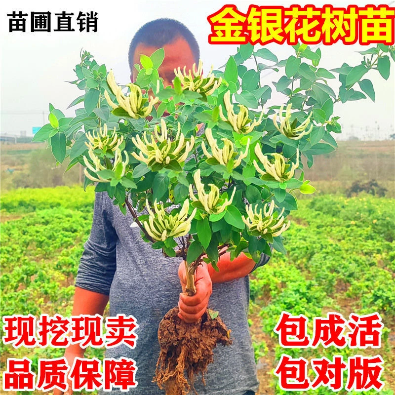 金银花树苗可盆栽地栽食用泡茶闻香观赏药用金银花苗阳台四季开花