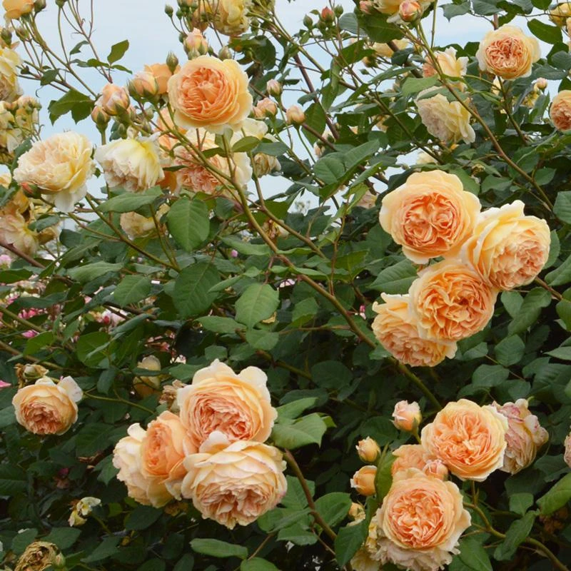 奥斯汀月季玛格丽特王妃中苗大花切花浓香型原盆原土包对版