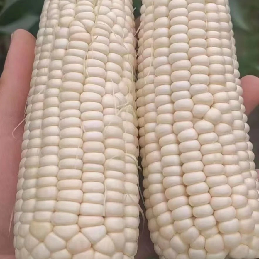江苏启东本地农户种植露天头荐甜糯玉米6斤装
