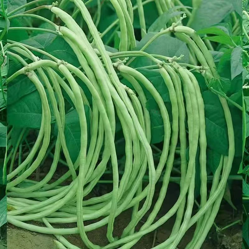 无架四季豆早熟地豆豆角种籽矮生不用搭架可盆栽蔬菜芸豆种子