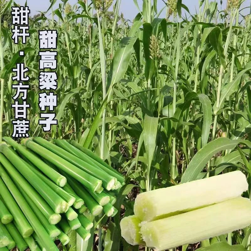 超甜甜杆种子 春夏秋四季播甘甜多汁 水果甜高粱杆籽北方小甘蔗孑