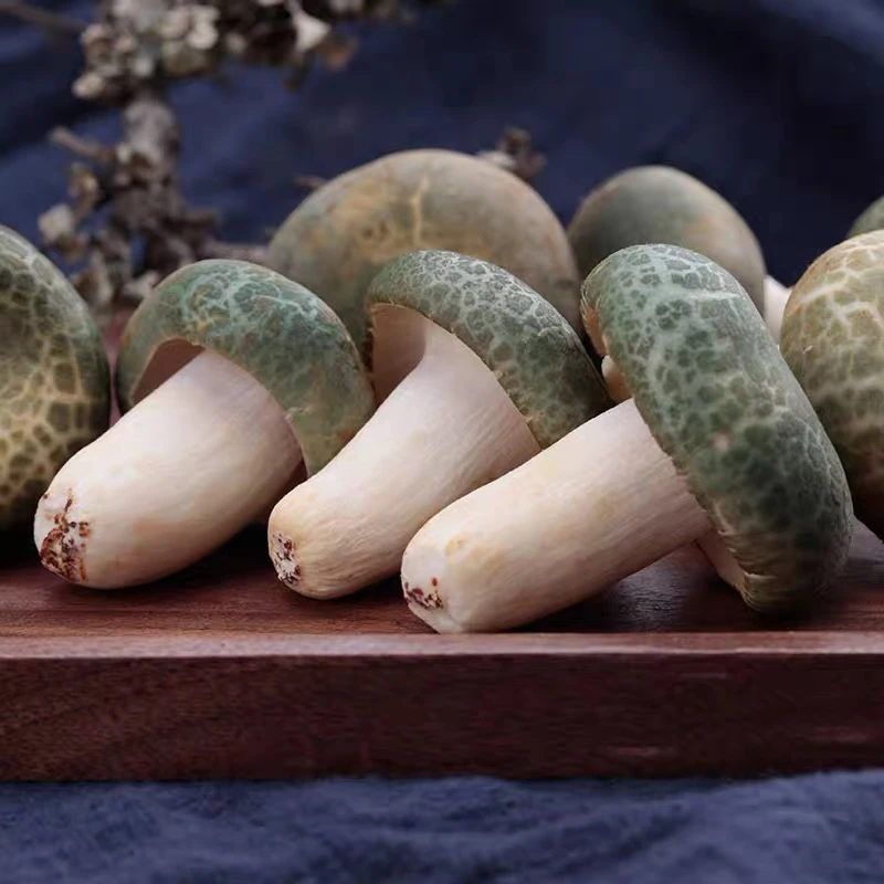 云南野生青头菌鲜货顺丰空运包邮500克