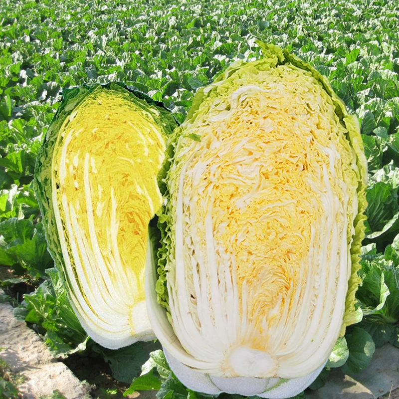 秋季黄心大白菜种子真好吃简单夏季播种大白菜种籽