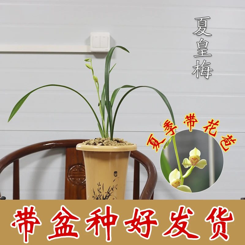 原盆种好发货建兰八大铭品之首夏皇梅6-11月带花苞室内绿植盆栽