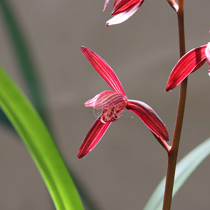 建兰八大红花铭品墨宝（紫蜻蜓）（7月—12月带花苞）室内绿植花卉