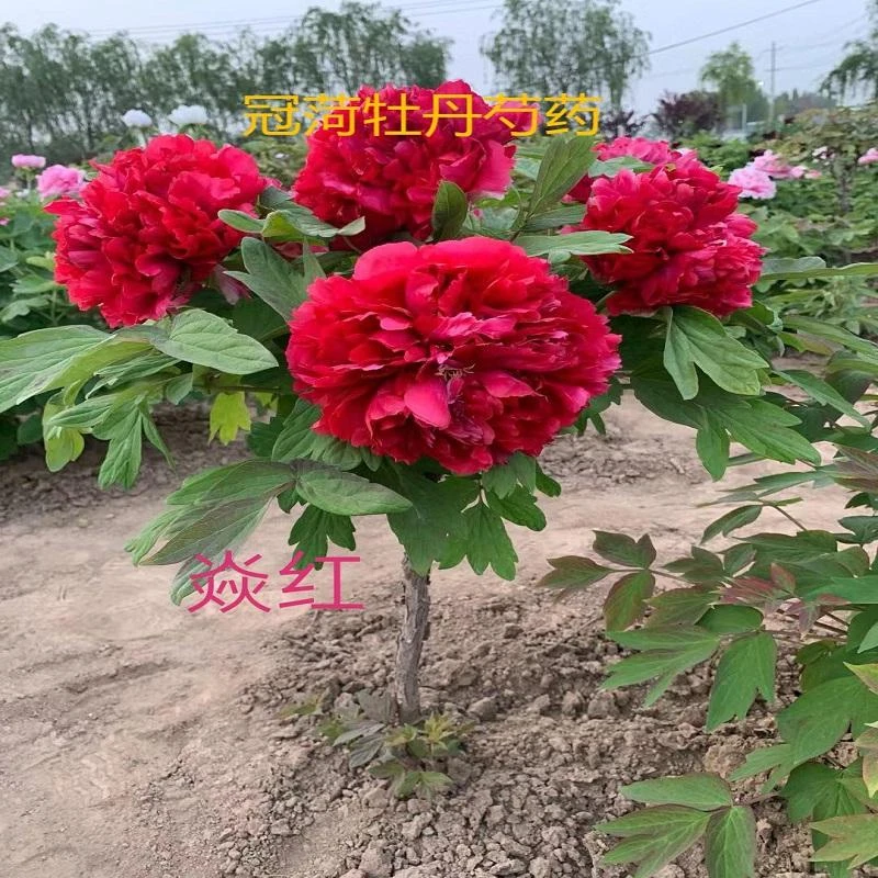 预售独杆牡丹重瓣大花各种品种规格庭院盆栽（先发肥料，秋季发苗