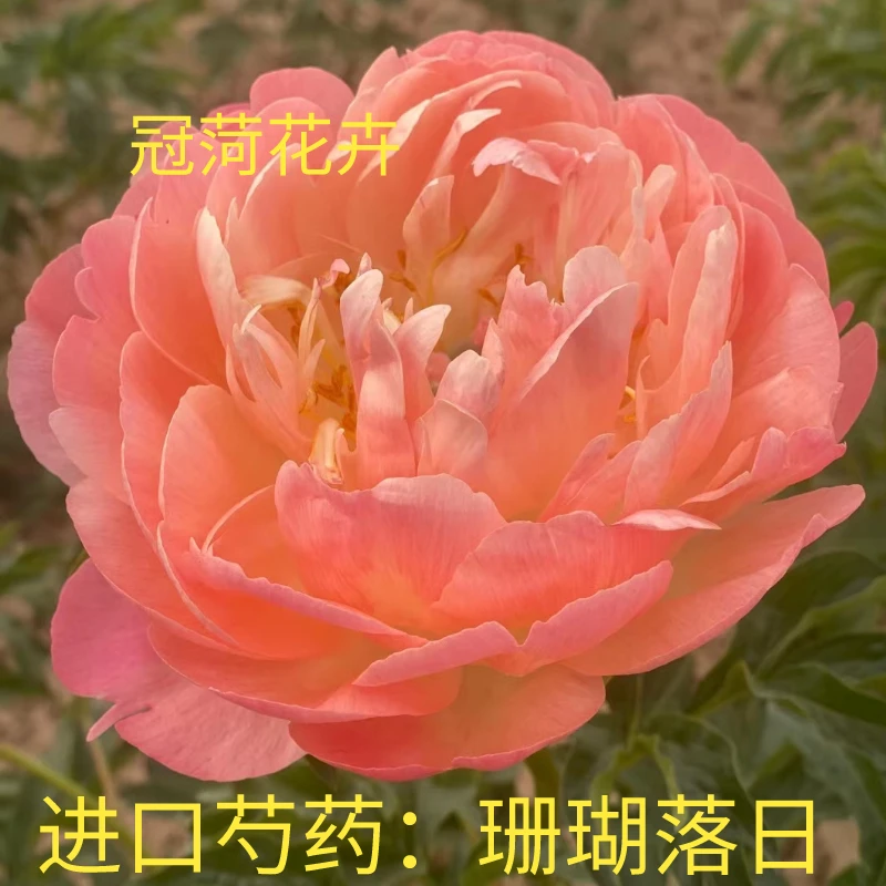 进口观赏芍药花苗：珊瑚落日杏黄色开花过程可变色