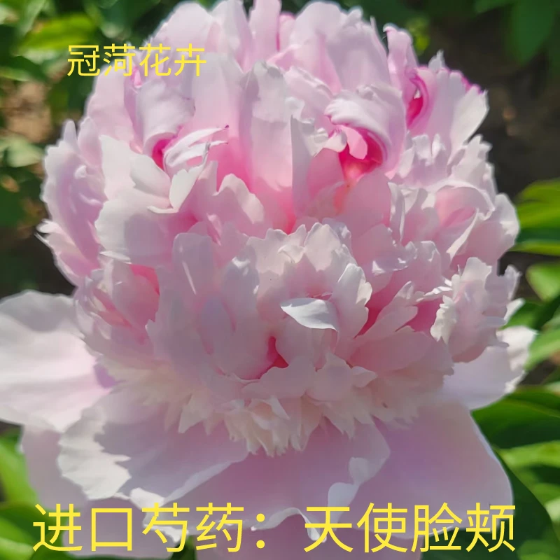 进口芍药：天使脸复色丰花型花卉盆栽观赏芍药苗