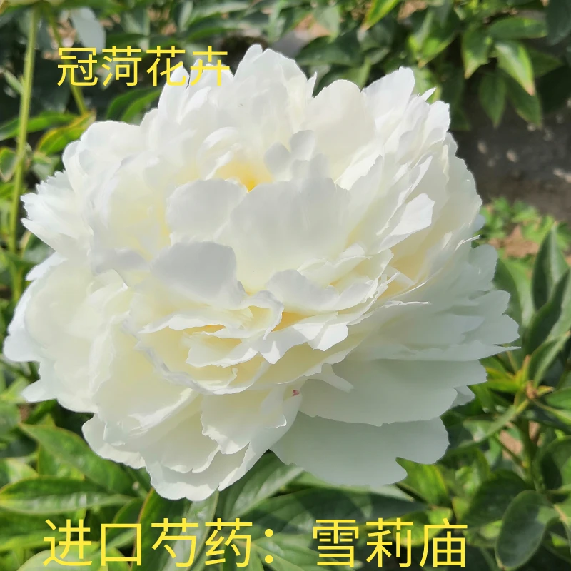 进口芍药：雪莉庙，纯白色观赏芍药花苗裸根发货