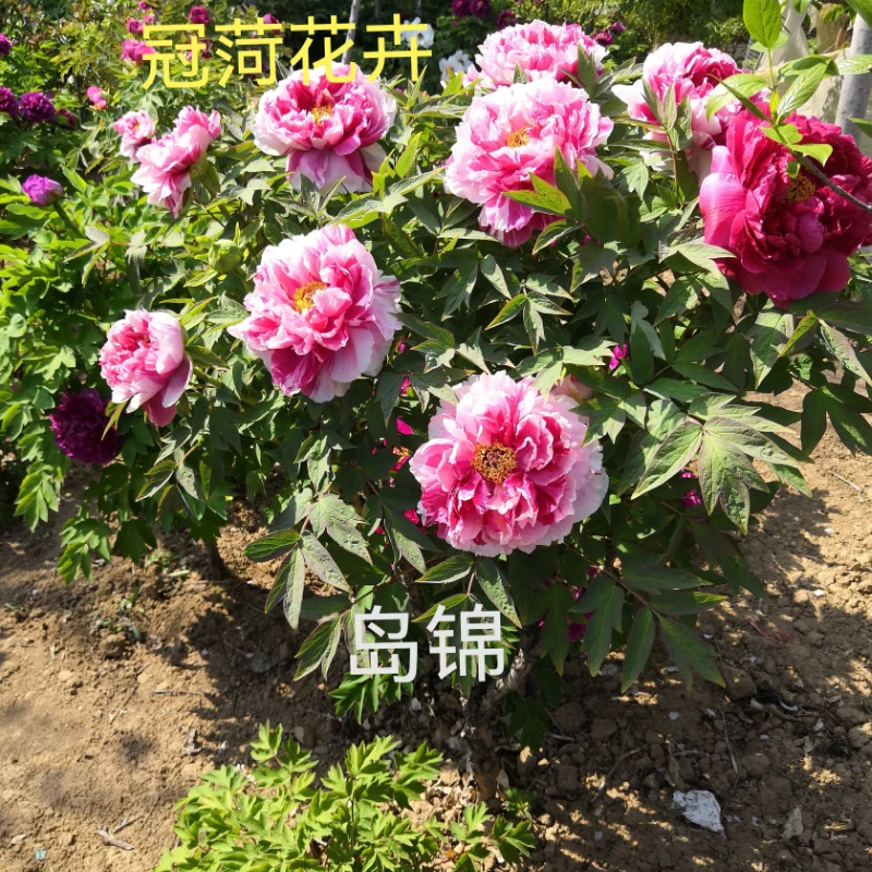 直播间一物一拍，大规格牡丹芍药