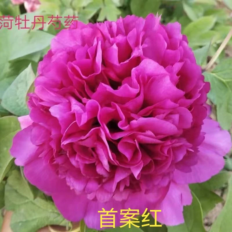 菏泽牡丹:首案红,紫红色大花起楼观赏牡丹花苗