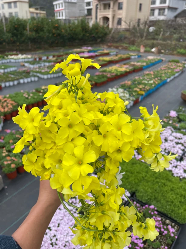 酢浆草种球【包邮】Oxalis pes caprae cernua 黄麻子5粒