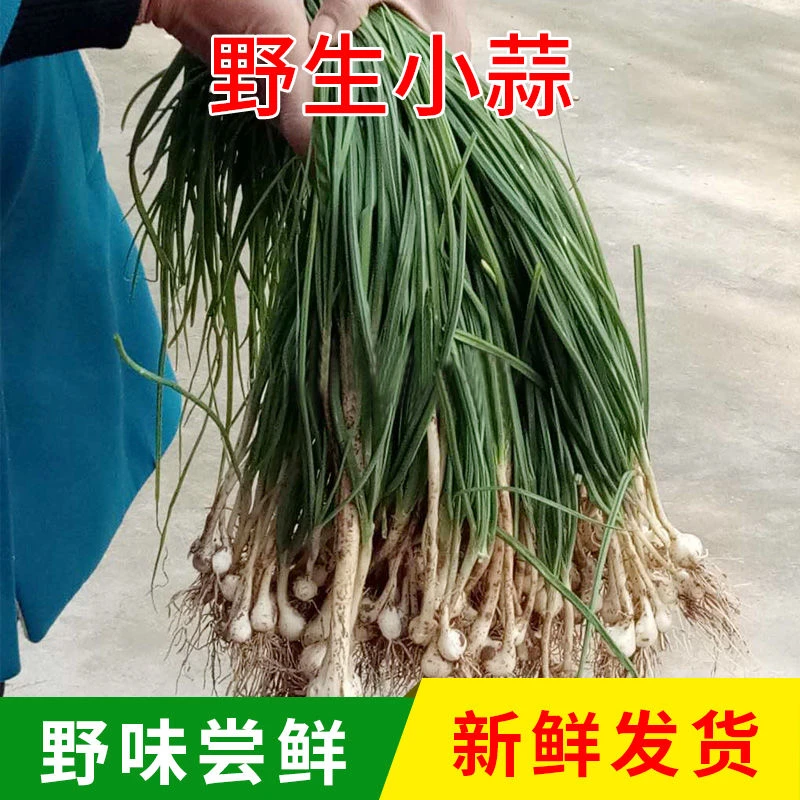 小根蒜1斤2斤3斤野生小蒜大脑瓜蒜新鲜野菜中药薤白苦藠小蒜野葱