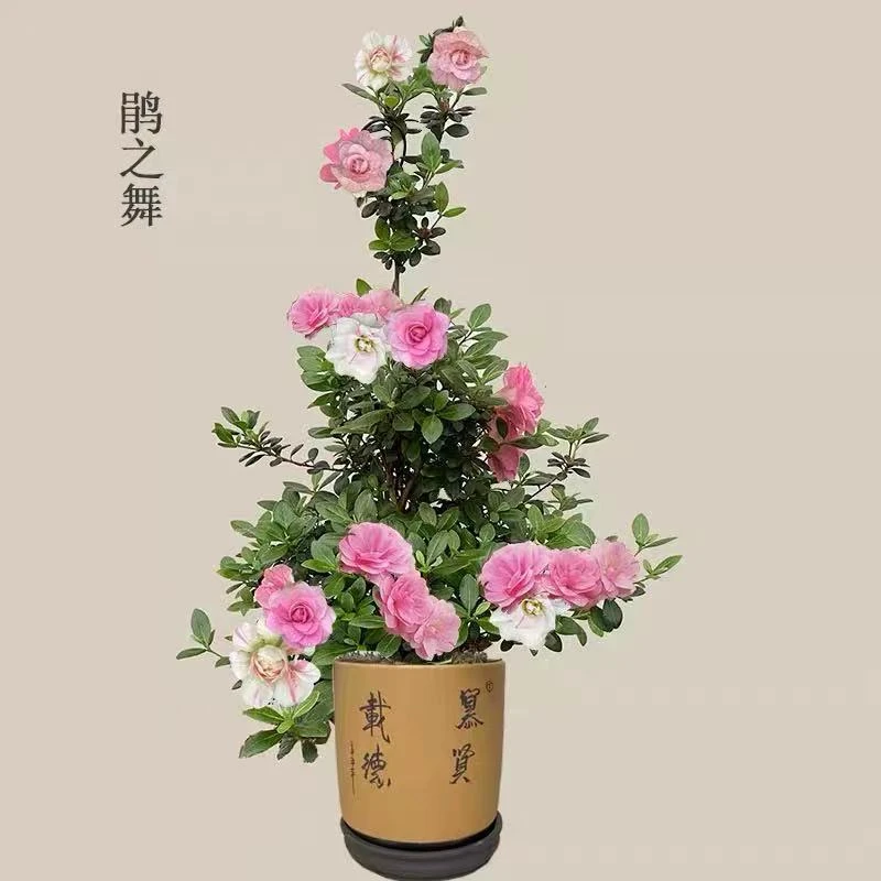 【高端品种】皋月杜鹃系列