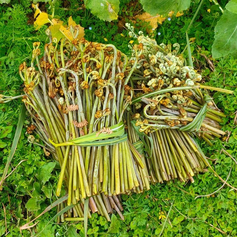 贵州山区野生蕨菜黔东南特产新鲜龙爪菜现摘现发产地直销五斤包邮