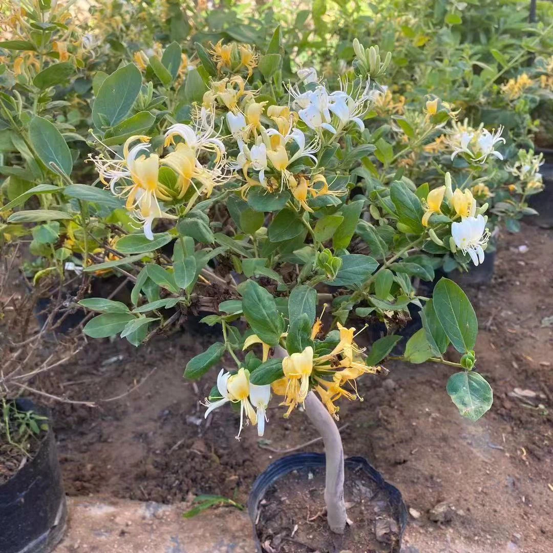 四季金银花苗金银花树苗南方北方种植阳台庭院楼阁