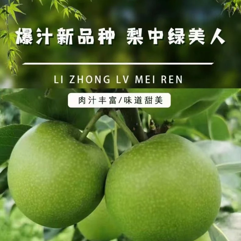 现摘现发早熟苏翠梨玉梨翠冠皇冠鲜苏翠1号梨5斤装6斤装顺丰包邮