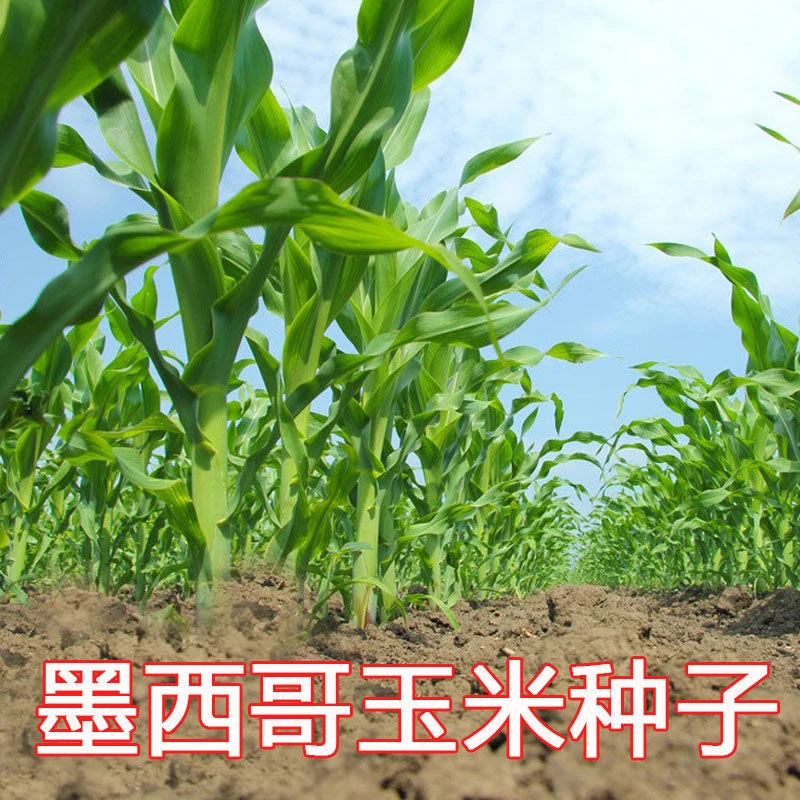 墨西哥玉米草子大刍草高产耐旱阔宽叶猪羊牛马驴鱼兔牧草籽多茬割