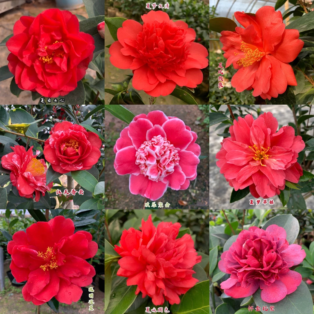 重瓣四季茶花夏日七心小璇国色衍平文清花开不断阳台庭院红天香云