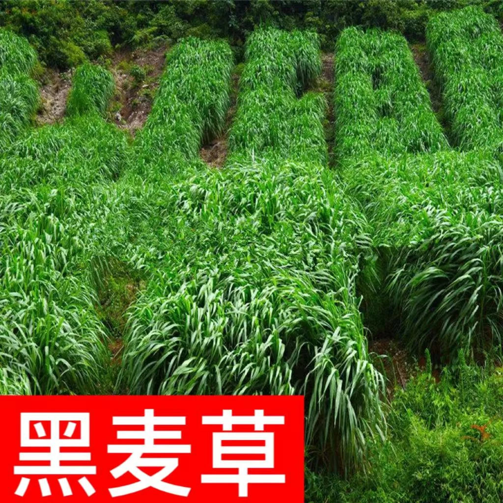 黑麦草种子耐寒种籽多年生喂牛羊鸡鹅猪兔草鱼草种籽四季种植简单