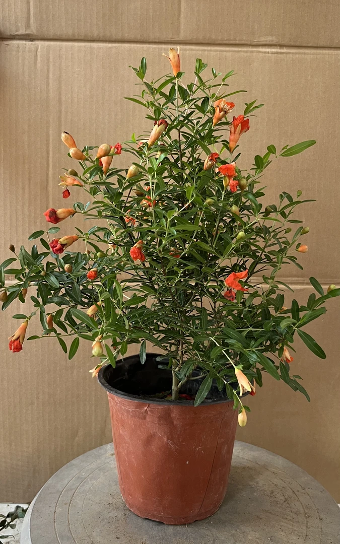 可食用石榴花苗盆景（新疆西藏宁夏海南）不包邮介意勿拍海棠花卉