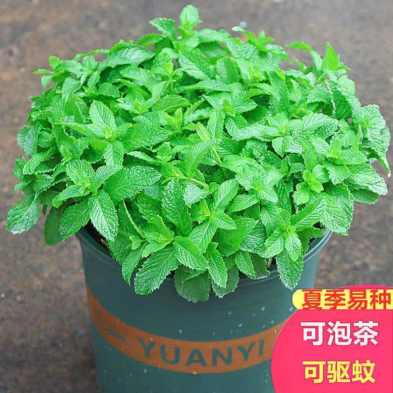 （新疆包邮）留兰香薄荷种子独特摆件可食用养眼绿植清新空气