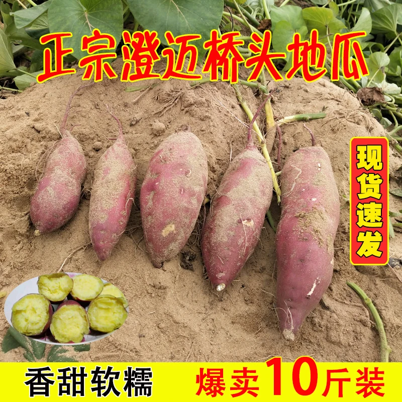 正宗海南澄迈桥头富硒地瓜新鲜现挖红薯农家板栗薯3斤/5斤/9斤装