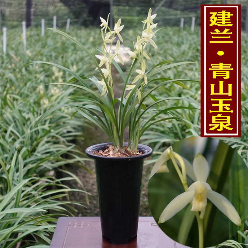 建兰经典素花 四季兰 青山玉泉   一杆多花 易养活 适合新手栽种