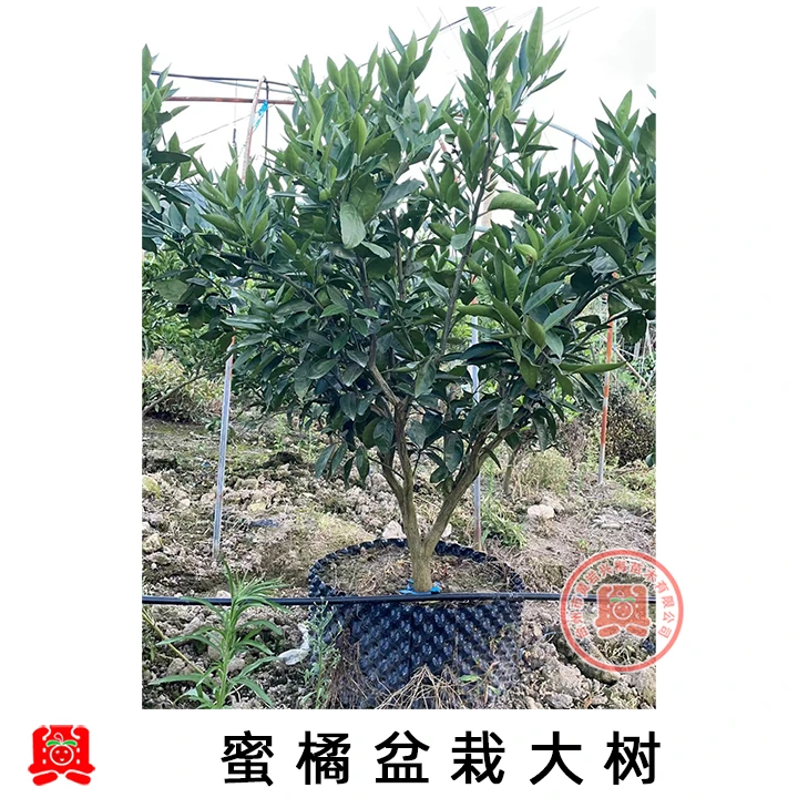 3春香大树  蜜橘大树 果树苗 一物一拍 耐寒栽种柑桔种植