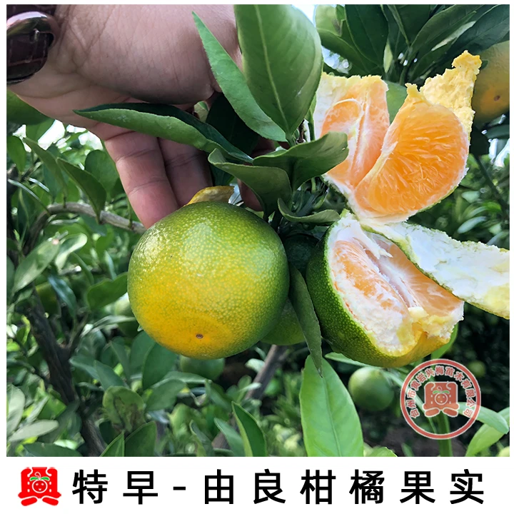 由良特早蜜桔 早熟由良苗 柑橘苗 蜜桔果树苗 南方种植新品种带土
