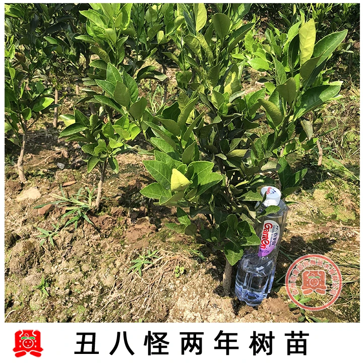 不知火树苗 丑橘树苗 丑柑苗 丑八怪柑橘果树苗 橘子苗 桔子树苗