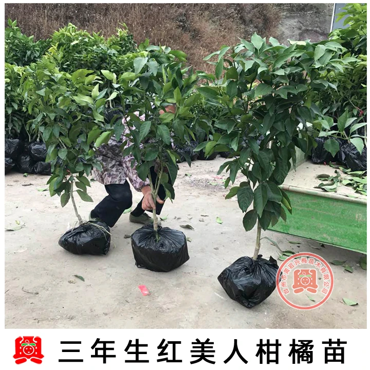 3年爱媛28号红美人蜜桔柑橘苗盆栽果树苗橘子树桔发货下单