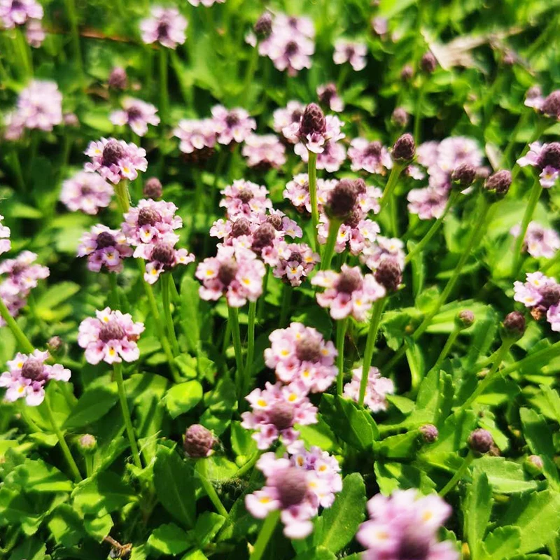 姬岩垂草地被植物草坪耐踩踏免养护好养新型开花蜜源植物绿化四季