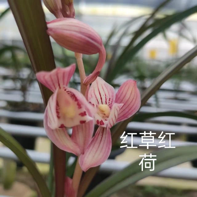 建兰网红，正格红花荷瓣，可赏花又可赏芽