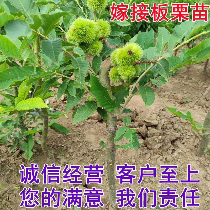 盆栽板栗树苗嫁接结果苗南方北方都可以种植盆栽地栽迁西板栗苗