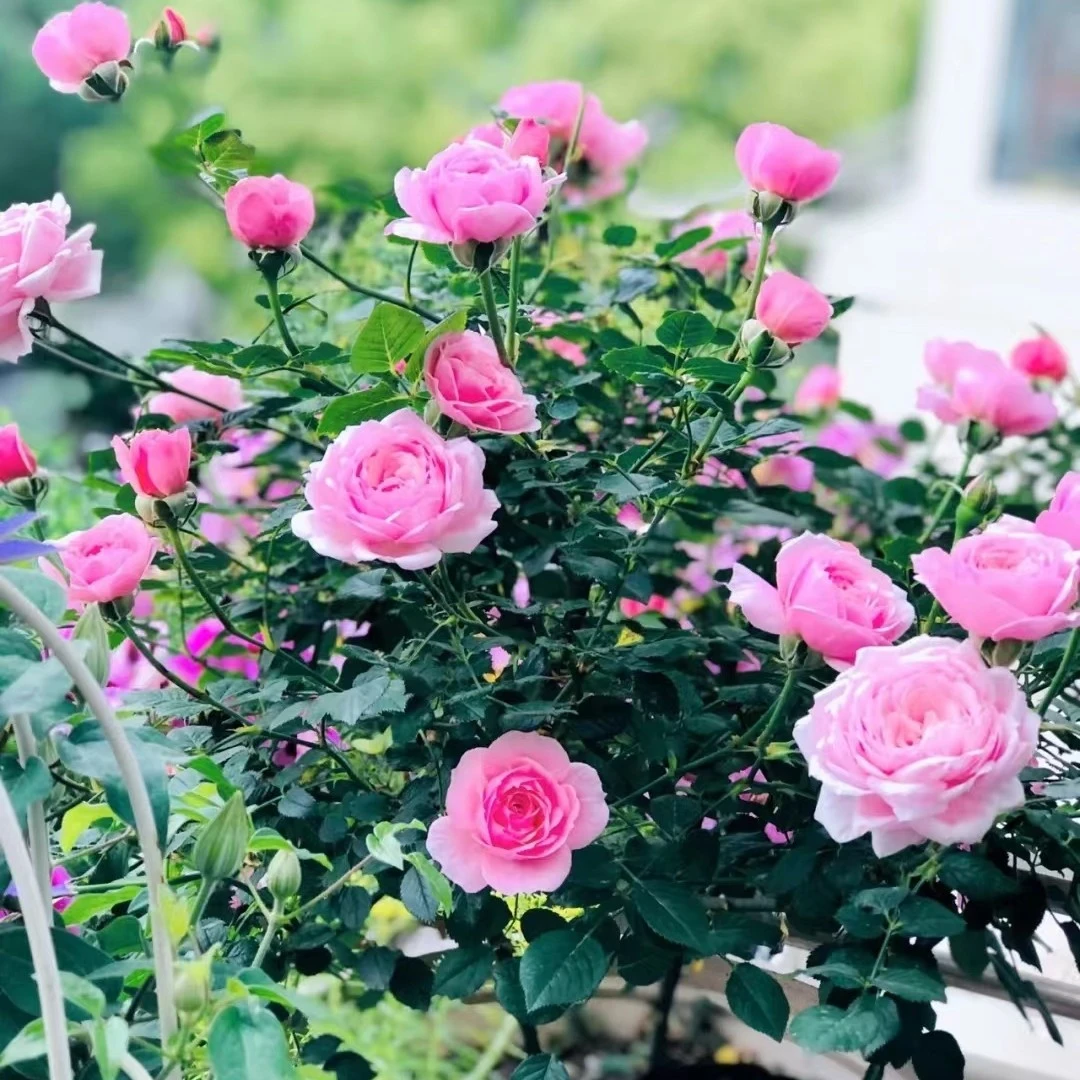 花知述  铃之妖精棒棒糖  多头浓香复花快灌木月季盆栽