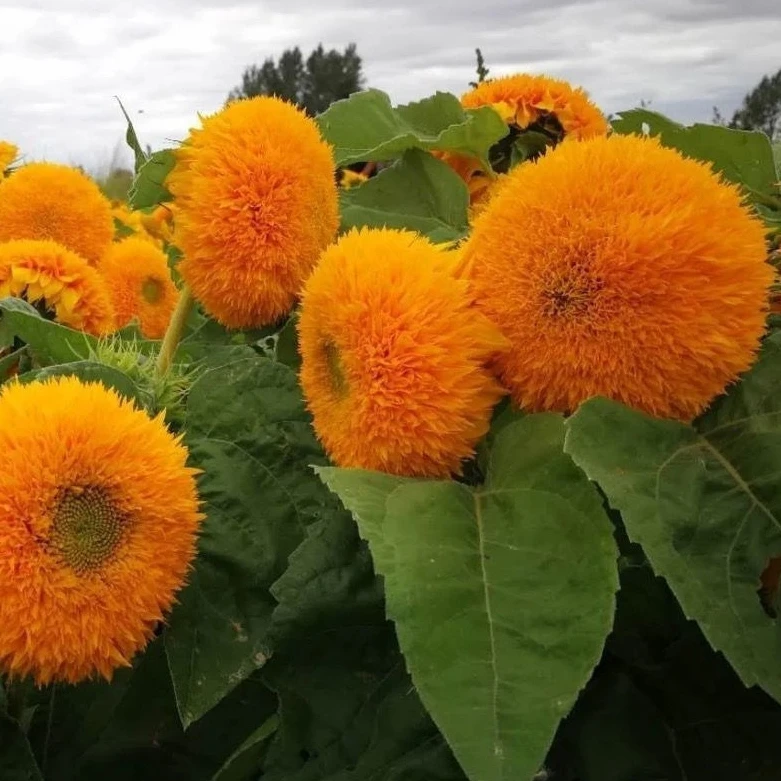 向日葵种子玩具熊向日葵种子鸿运向日葵种子矮杆向日葵食用向日葵