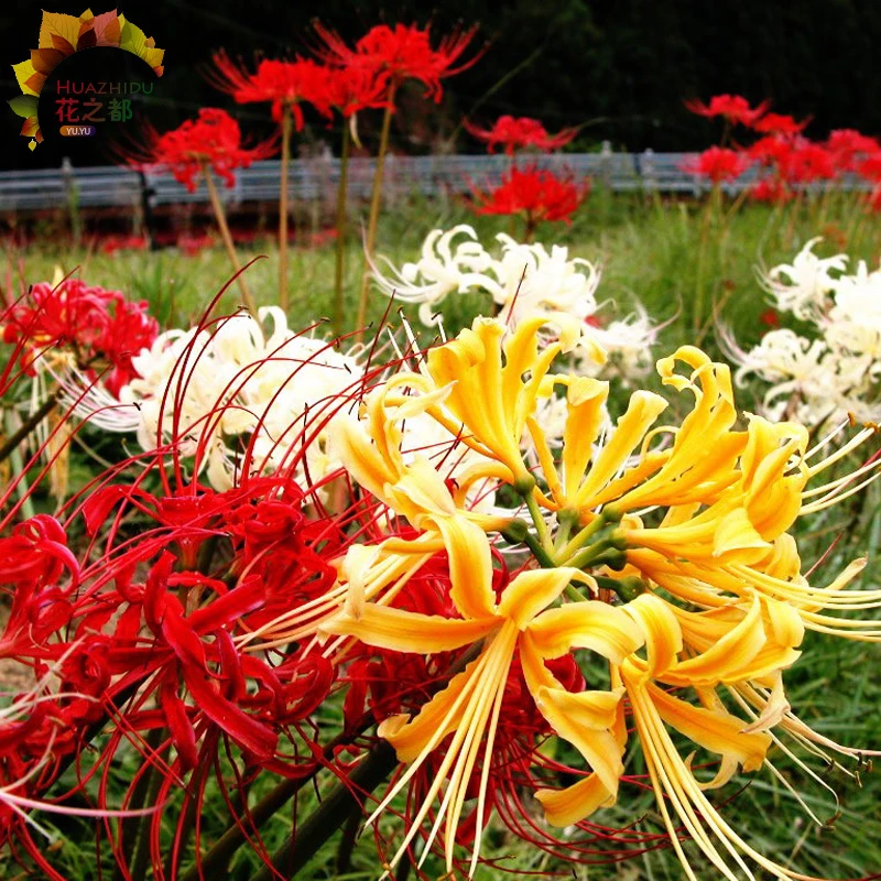 彼岸花种球曼珠沙华忽地笑耐寒花卉盆栽种子植物开花耐寒四季简单