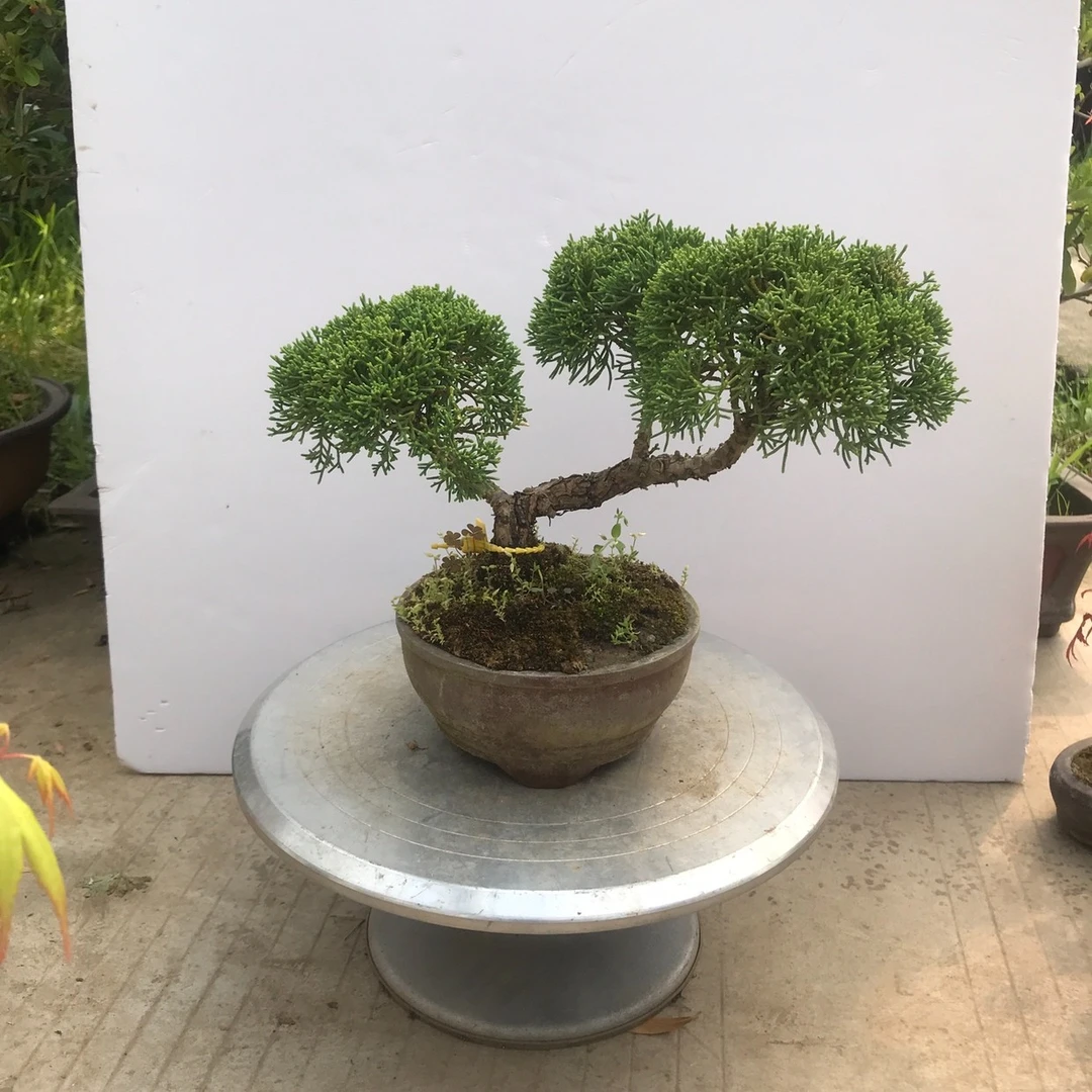 济州真柏花儿缘盆景