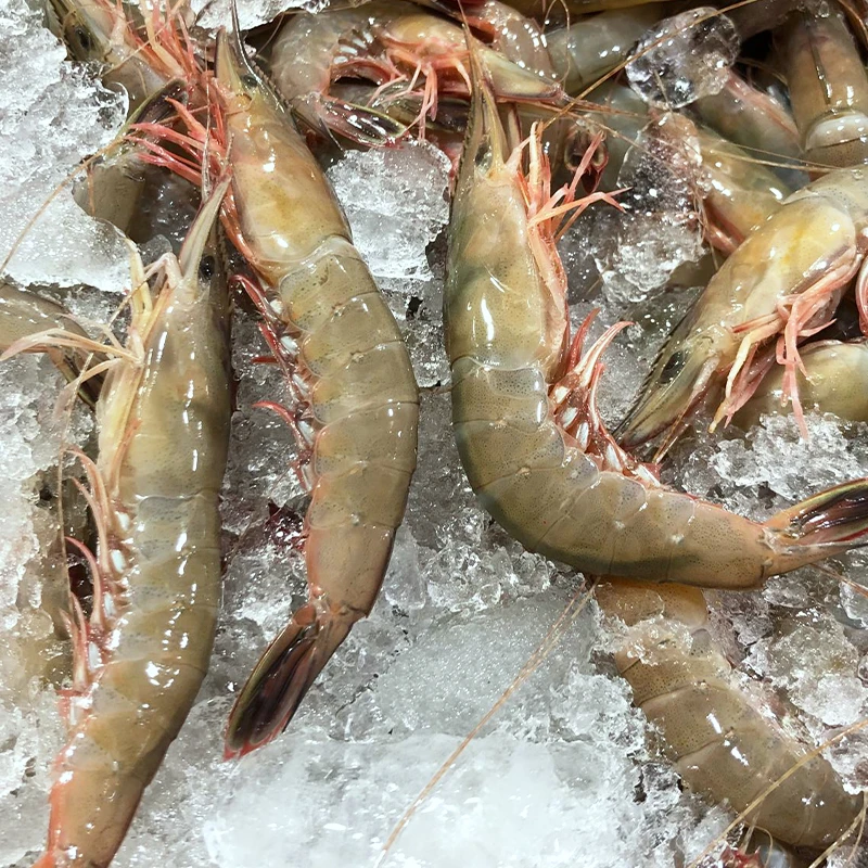 【现称大滑皮虾】石浦海鲜东海海捕海虾大滑皮虾大条虾新鲜大呛虾