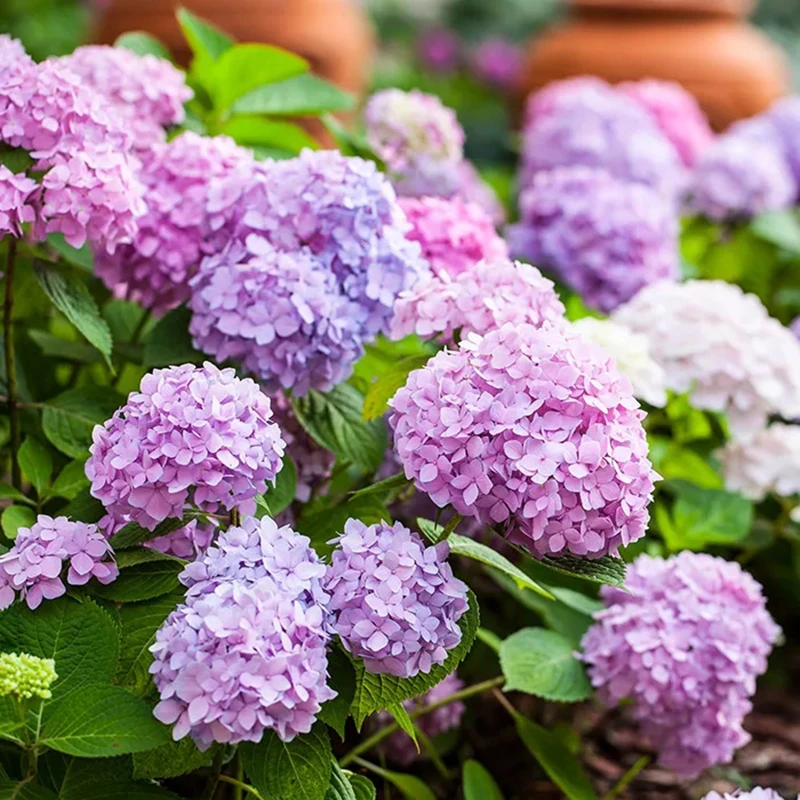 罗曼超大绣球花盆栽花苗5加仑7加仑花卉无尽夏花手鞠新娘塞布丽娜